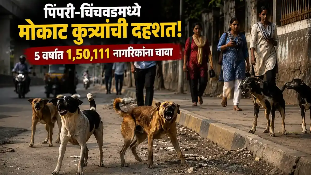 Stray dogs menace in Pimpri Chinchwad city PCMC dog bite cases graph